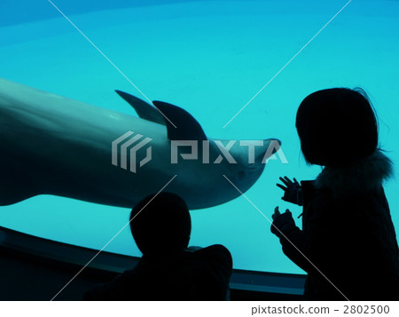 Play with dolphins Play with dolphins 2802500