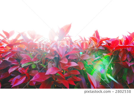 Sunlight (Benican memochi leaf) Sunlight (Benican memochi leaf) 2802538