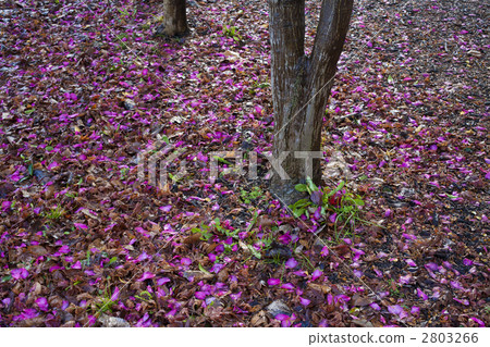 插花的花瓣 插花的花瓣 2803266