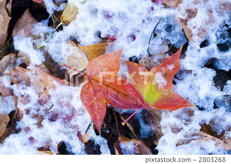 Snow and fallen leaves 2803268
