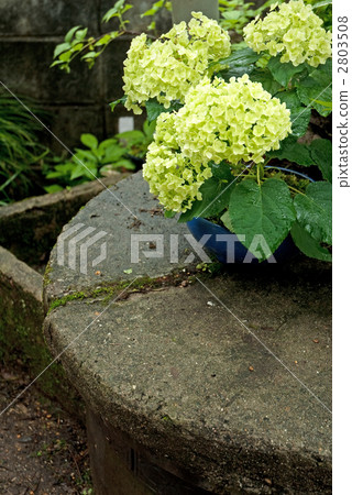 Well and hydrangea 2803508