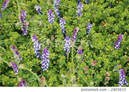 Nayokusafuji blooming in the field 2803615
