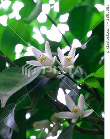 Citrus flowers (vertical cut) 2803683