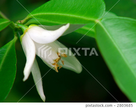 Yuzu's flower (sideways cut) 2803685