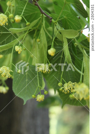 菩提樹 2804381