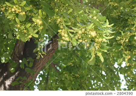 菩提樹 2804390
