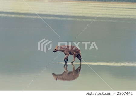 斑鬣狗 鬣狗 野生動物 2807441