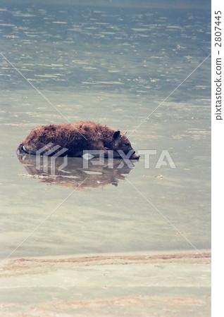 鬣狗 斑鬣狗 野生動物 2807445