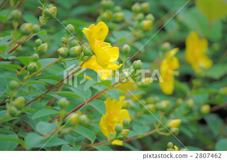 Gold flower plum blossoms and buds Gold flower plum blossoms and buds 2807462