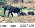 elephant calf, baby elephant, elephant 2807486