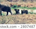 terrestrial animal, elephant calf, baby elephant 2807487