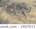leopard, leopards, weak matcha 2807633
