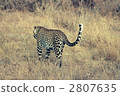 weak matcha, terrestrial animal, leopard 2807635