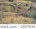 leopard, leopards, fallen tree 2807636