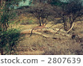 leopard, leopards, fallen tree 2807639