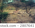 weak matcha, terrestrial animal, leopard 2807641