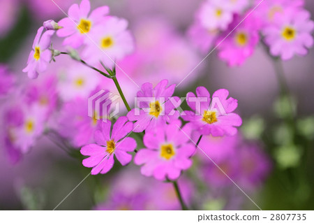 Primrose Primrose 2807735