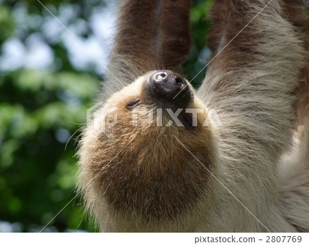 Lid prairie sloth 2807769