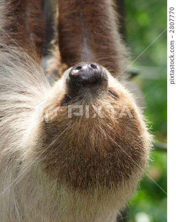 Lid prairie sloth Lid prairie sloth 2807770