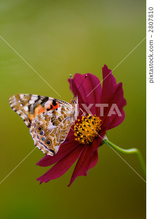 Cowpea and Cosmos 2807810