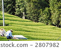 tea picking, tea harvesting, scene 2807982