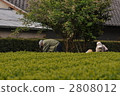 tea picking, tea harvesting, working people 2808012