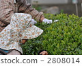 tea picking, tea harvesting, working people 2808014