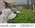 tea picking, tea harvesting, working people 2808015