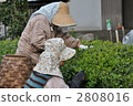 tea picking, tea harvesting, working people 2808016