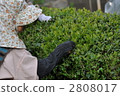 tea picking, tea harvesting, working people 2808017
