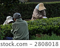 tea picking, tea harvesting, working people 2808018