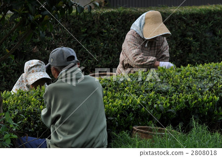 tea picking, tea harvesting, working people 2808018