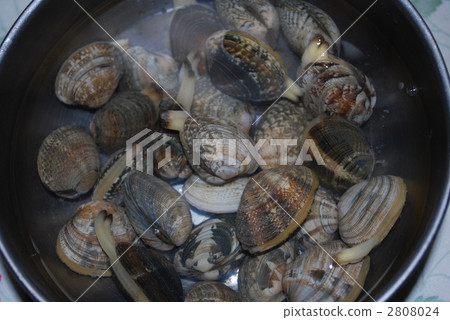 sand removal, rummaging, manila clam 2808024