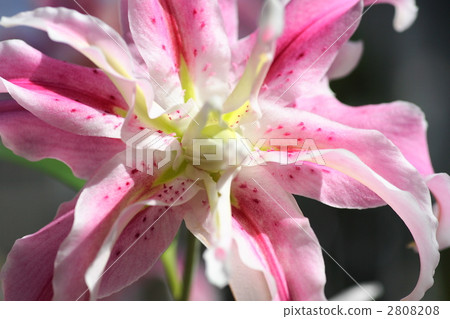 Pink lilies Ravenna Pink lilies Ravenna 2808208