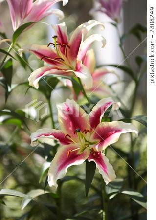 拉文納 拉文納 2808249