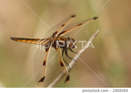 瀕危物種Bekko蜻蜓，未成熟雄性 2808360