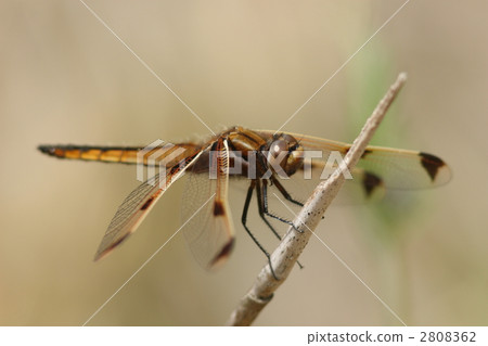 Endangered species Bekko dragonfly, immature male 2808362