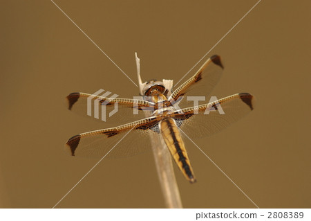 瀕臨滅絕的物種Bekko蜻蜓雌性 2808389