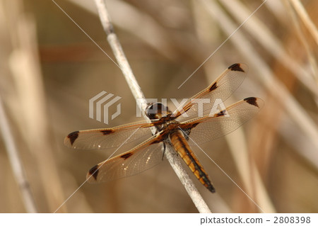 Endangered species Bekko dragonfly, immature male Endangered species Bekko dragonfly, immature male 2808398