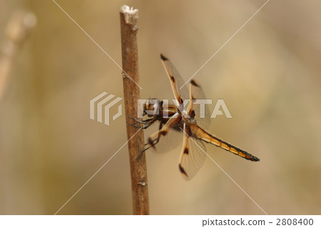 瀕危物種Bekko蜻蜓,未成熟雄性 瀕危物種Bekko蜻蜓,未成熟雄性 2808400