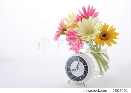 8點鐘錶和非洲菊 8點鐘錶和非洲菊 2808401
