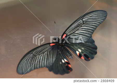 長崎keiga女 2808409