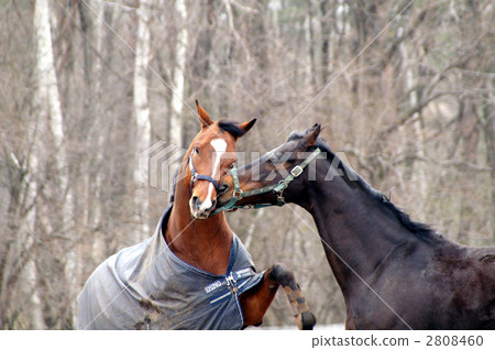 kiss, equine, horse 2808460
