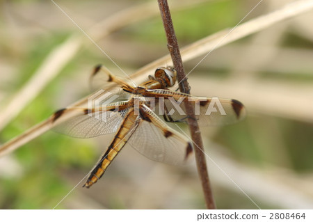 瀕臨滅絕的物種Bekko蜻蜓雌性 瀕臨滅絕的物種Bekko蜻蜓雌性 2808464