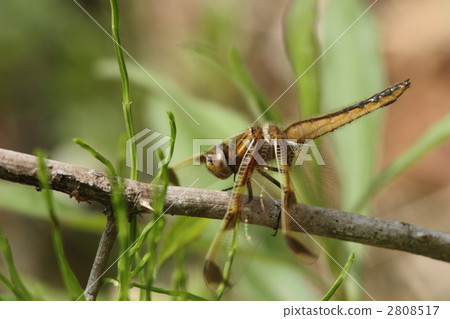 瀕臨滅絕的物種Bekko蜻蜓雌性 2808517