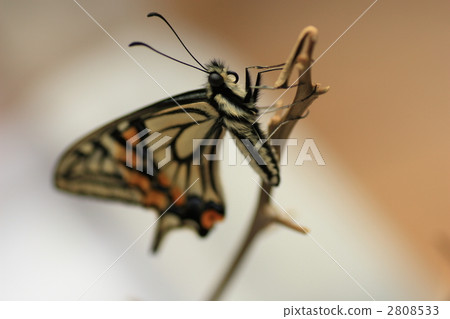 Swallowtail 2808533