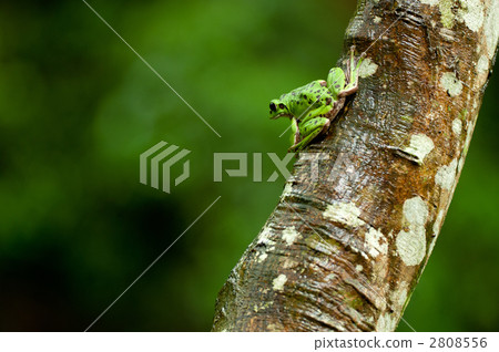 Moria gull frog 2808556