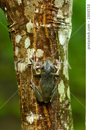 Moria gull frog 2808558