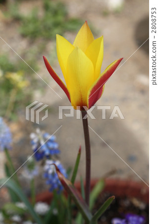 Chrisanza (tulip of origin) Chrisanza (tulip of origin) 2808753