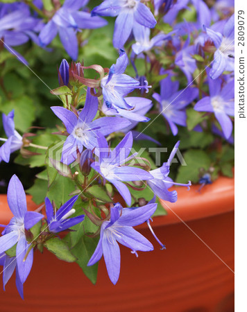 Campanula · Isofila Campanula · Isofila 2809079